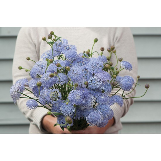 Lacy Lavender Blue - Organic Didiscus Seed