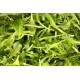 Lalique -  Lettuce Seed