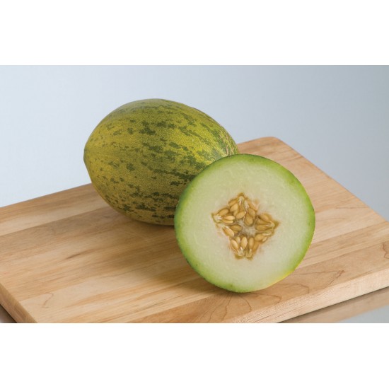Lambkin - (F1) Melon Seed