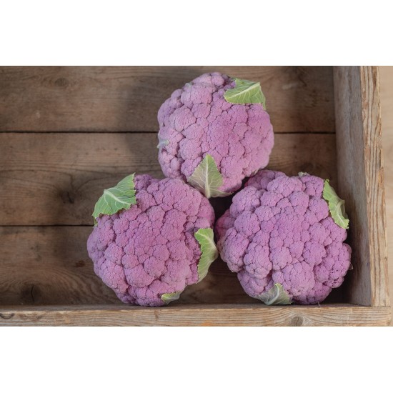 Lavender (F1) - Purple Cauliflower Seeds