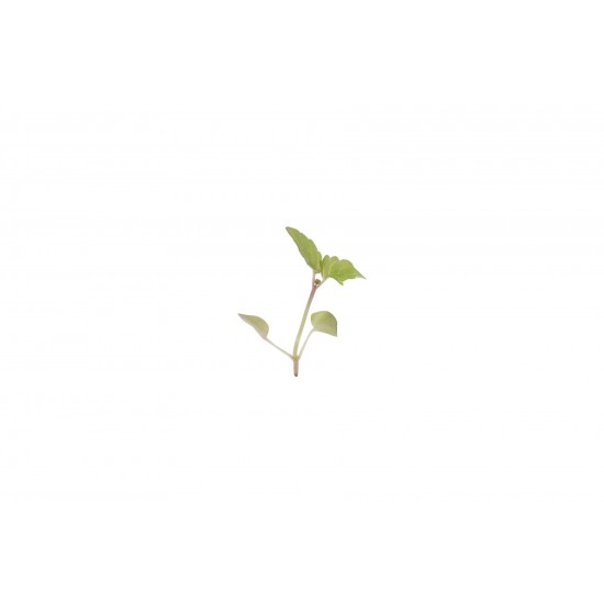 Lemon Balm - Microgreen Seed