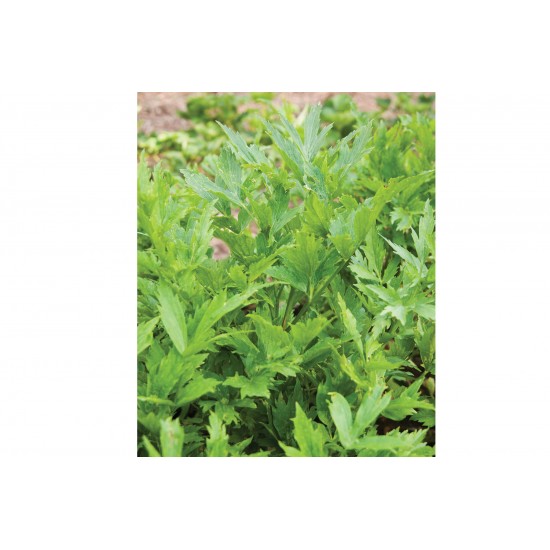 Lovage - Organic Herb Seed