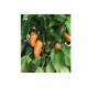 Lunchbox Orange - Organic Snack Pepper Seed