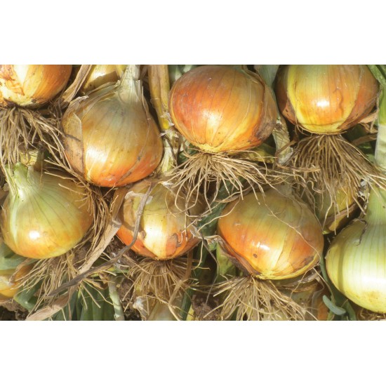 Madalyn - Organic (F1) Onion Seed