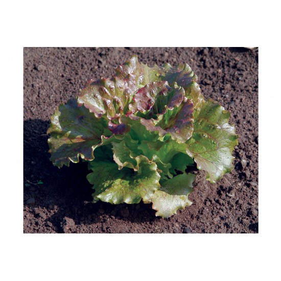 Magenta - Lettuce Seed