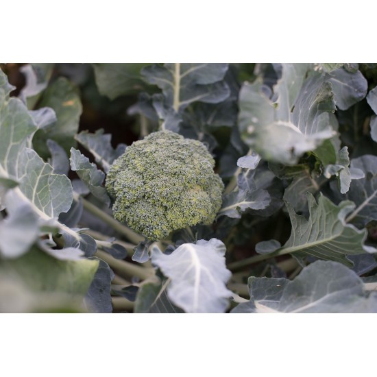 Marathon - (F1) Broccoli Seed