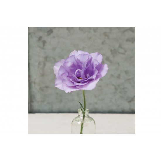 Mariachi Lavender -  Lisianthus Seed