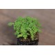 Marigold, Gem - Microgreen Seed