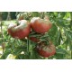 Marnero - (F1) Tomato Seed
