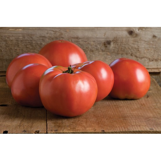 Martha Washington - Organic Tomato Seed