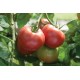 Martha Washington - Organic Tomato Seed