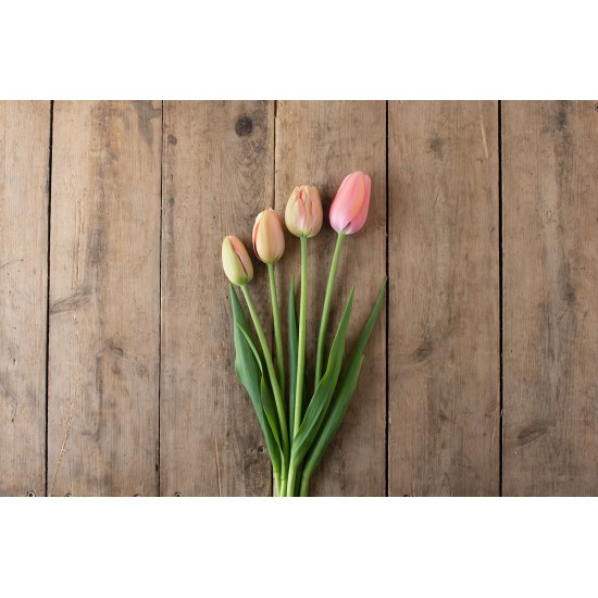 Menton - Tulip Bulb