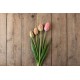 Menton - Tulip Bulb