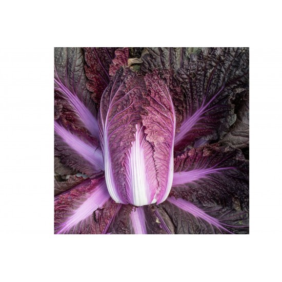 Merlot - Red Chinese Cabbage Seeds