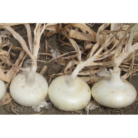 Meryt - (F1) Onion Seed