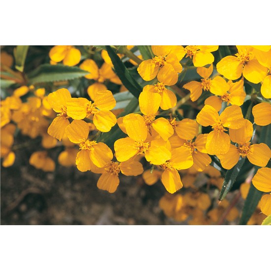Mexican Mint Marigold - Herb Seed