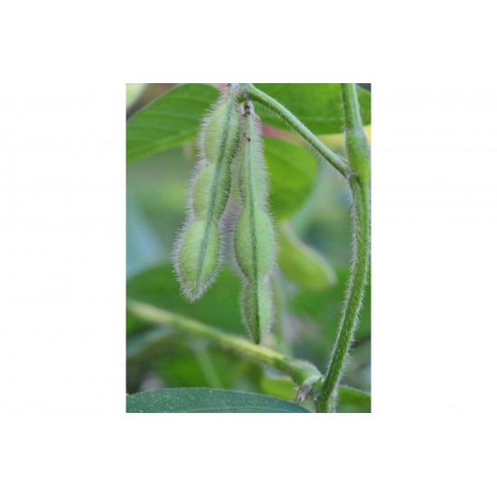 Midori Giant - Organic Soybean Seed