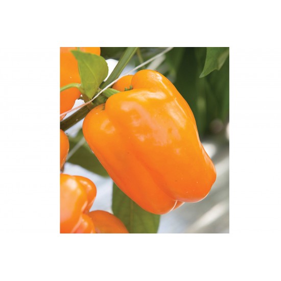 Milena - Organic (F1) Bell Pepper Seed