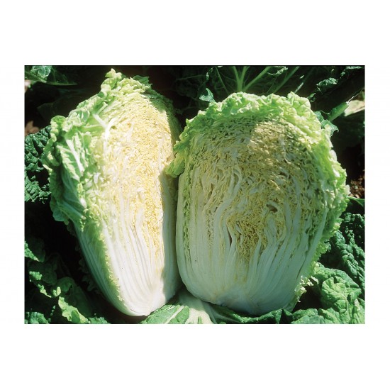 Minuet - (F1) Chinese Cabbage Seed