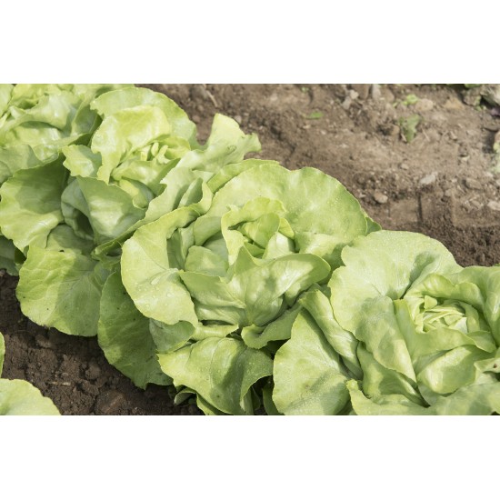 Mirlo - Organic Lettuce Seed