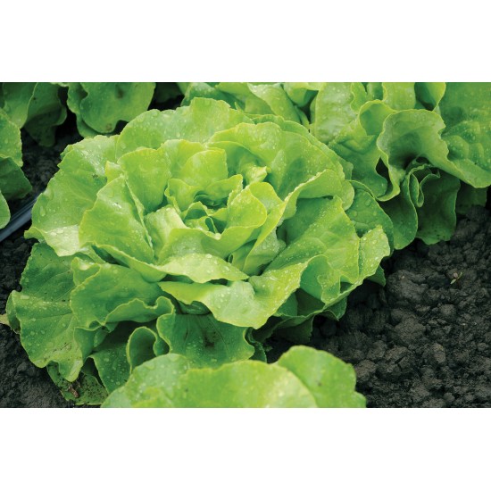 Mirlo - Organic  Lettuce Seed