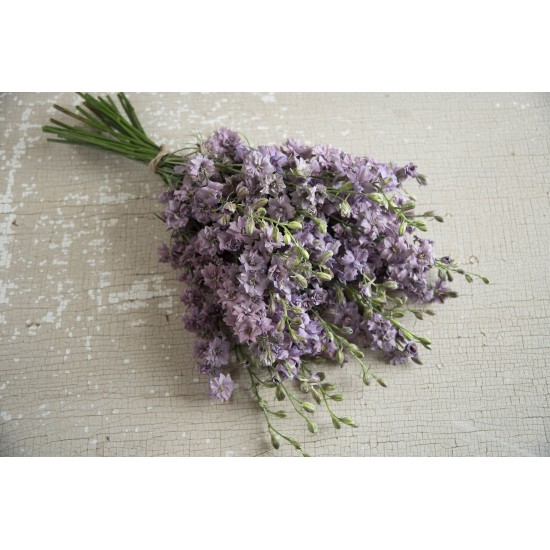 Misty Lavender - Larkspur Seed