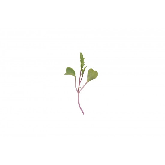 Mizuna, Central Red - (F1) Microgreen Seed