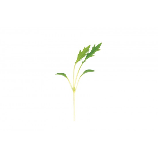 Mizuna - Microgreen Seed