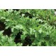 Mizuna - Organic Asian Green Seed