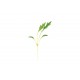 Mizuna - Organic Microgreen Seed
