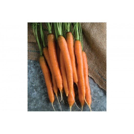 Mokum - (F1) Carrot Seed