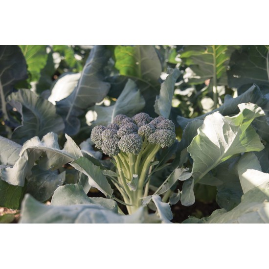 Monflor - (F1) One-Cut Broccoli Seeds