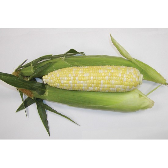 Montauk - (F1) Corn Seed
