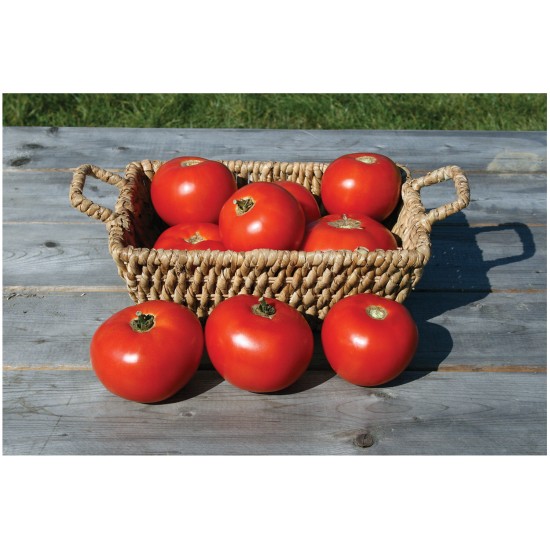 Mountain Fresh Plus - (F1) Tomato Seed