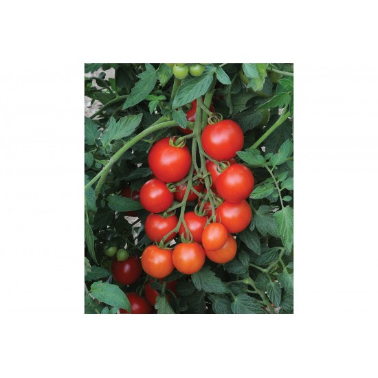 Mountain Magic - (F1) Tomato Seed
