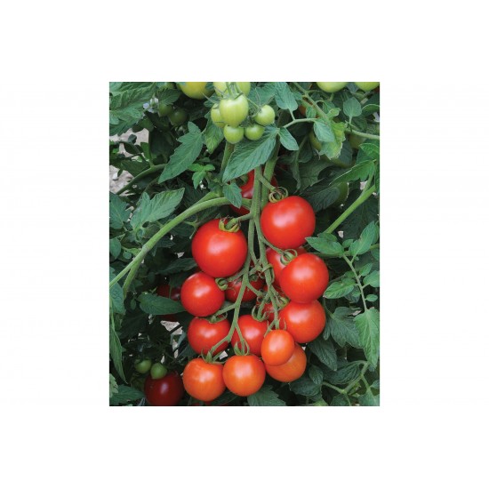 Mountain Magic - Organic (F1) Tomato Seed