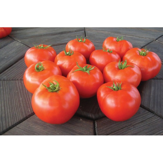 Mountain Merit - (F1) Tomato Seed