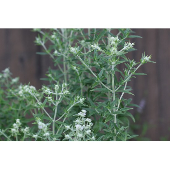 Mountain Mint - Herb Seed