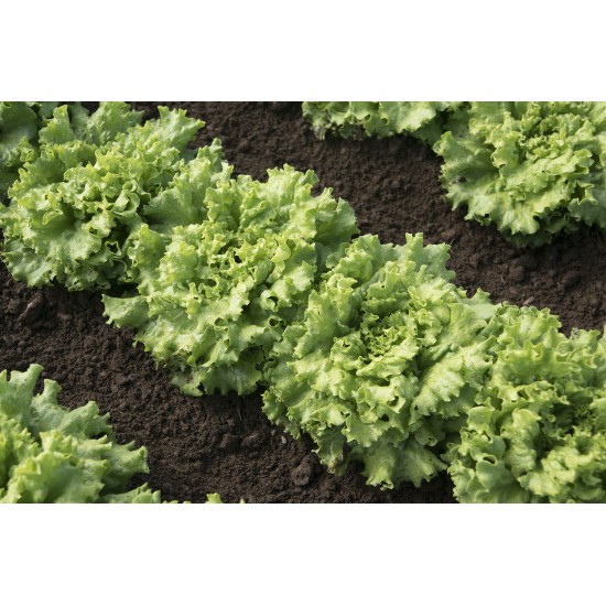 Muir - Organic Lettuce Seed