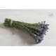 Munstead-Type - Lavender Seed