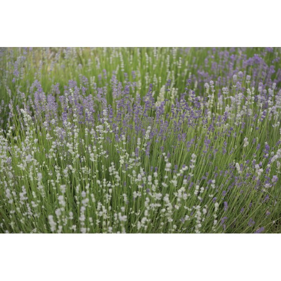 Munstead-Type - Organic Lavender Seed