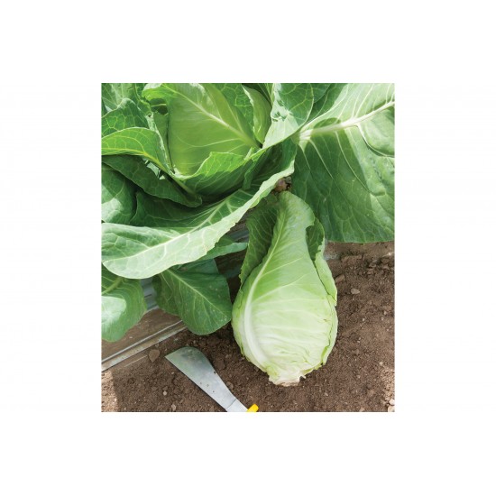 Murdoc - Organic (F1) Cabbage Seed