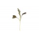 Mustard, Ruby Streaks - Microgreen Seed