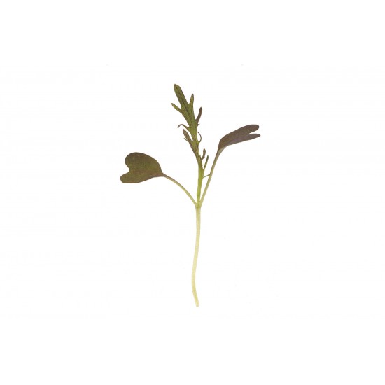 Mustard, Ruby Streaks - Organic Microgreen Seed