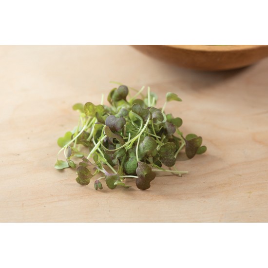 Mustard, Scarlet Frills - Microgreen Seed
