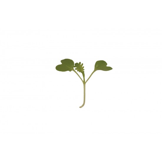 Mustard, Wasabina - Microgreen Seed