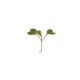Mustard, Wasabina - Microgreen Seed