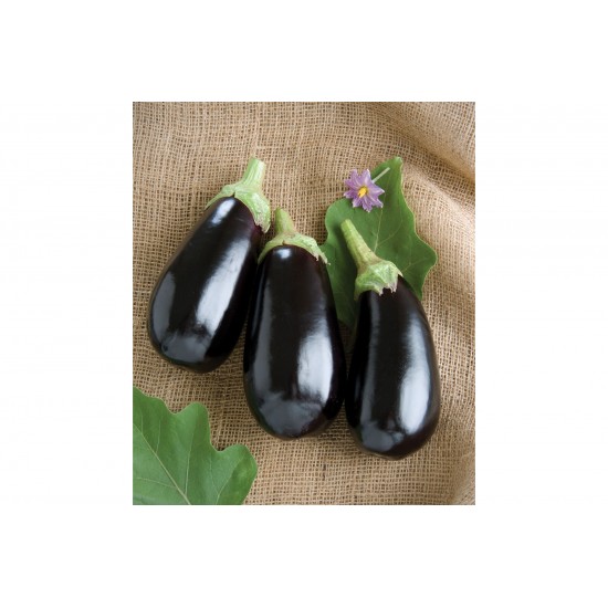 Nadia - (F1) Eggplant Seed