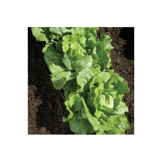 Nancy - Organic  Lettuce Seed