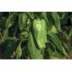 Nassau - (F1) Cubanelle Pepper Seed